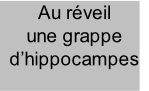 Au réveil une grappe d’hippocampes